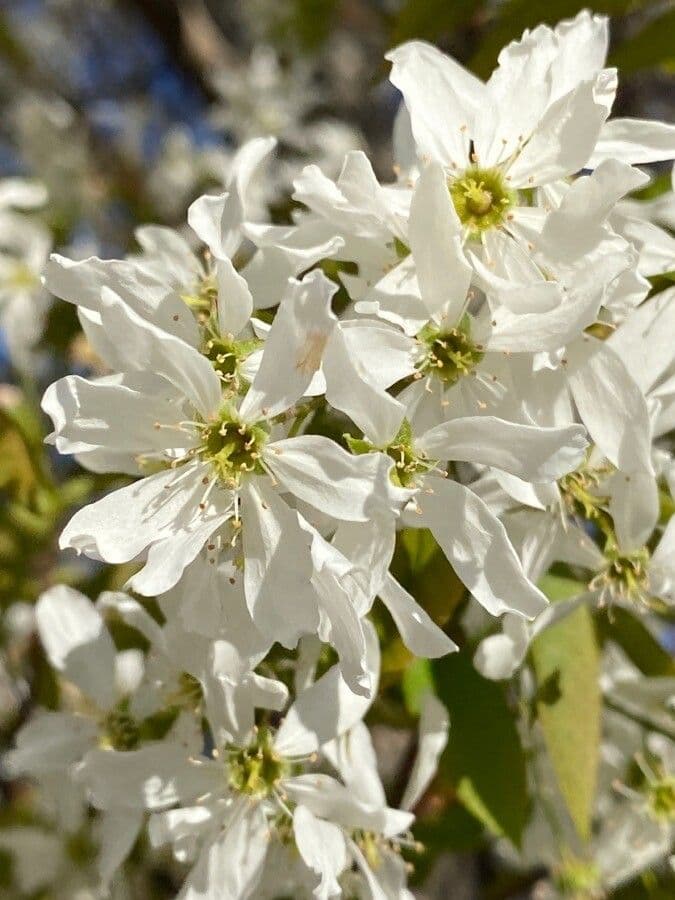 juneberry 6
