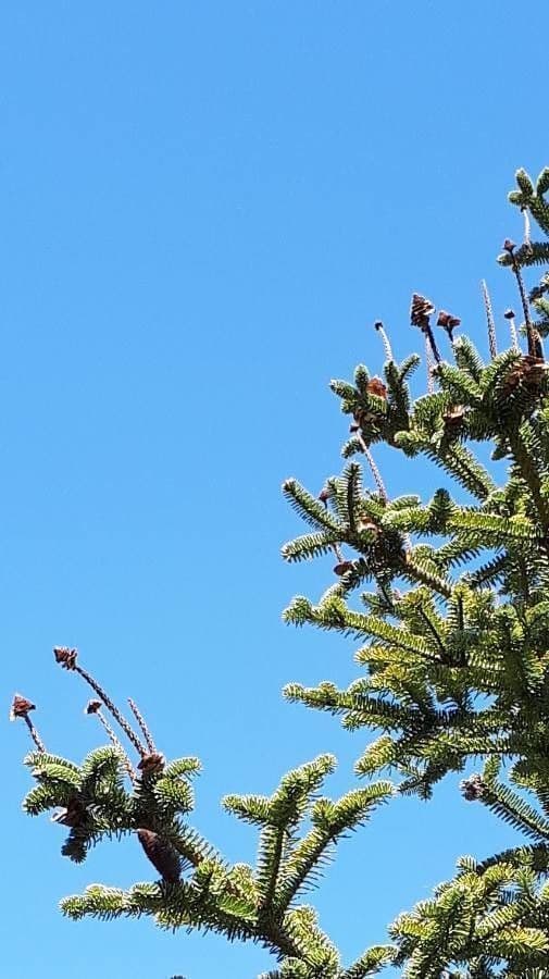 Canada balsam 25