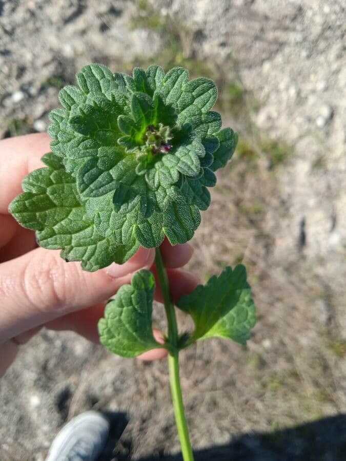 Henbit 28