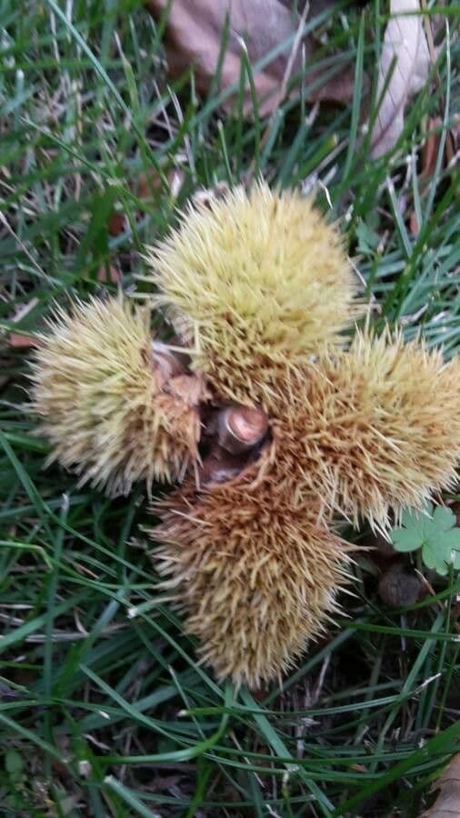 American chestnut 10