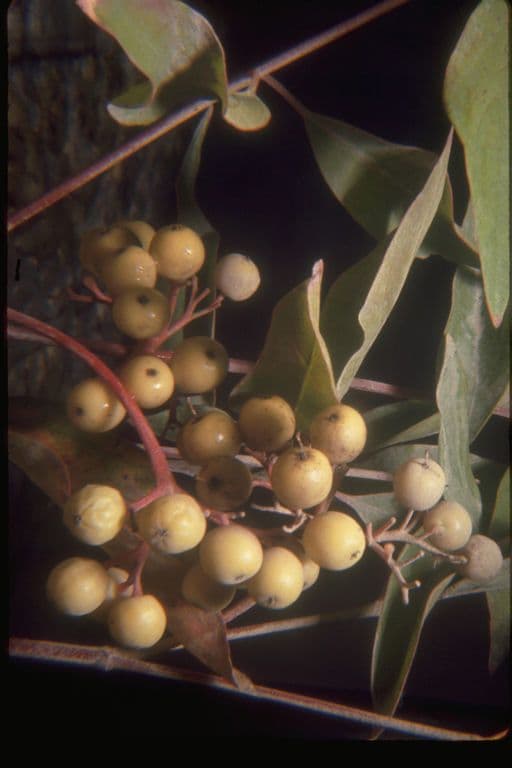Brown dogwood