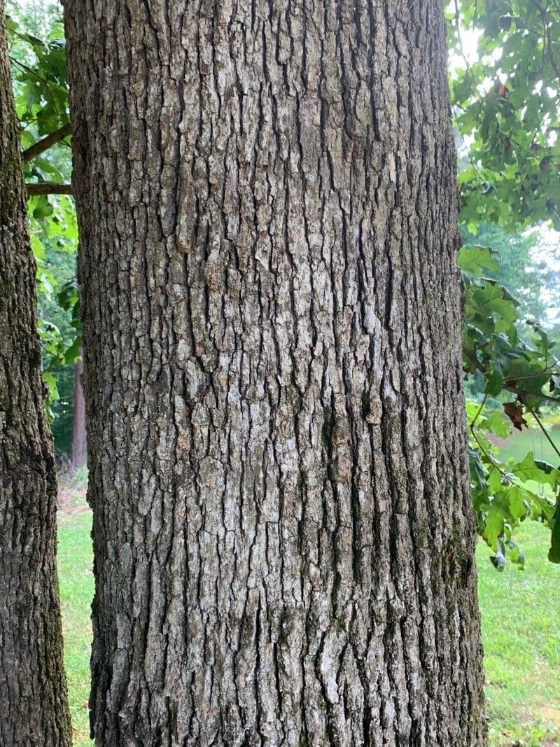 Post oak 11