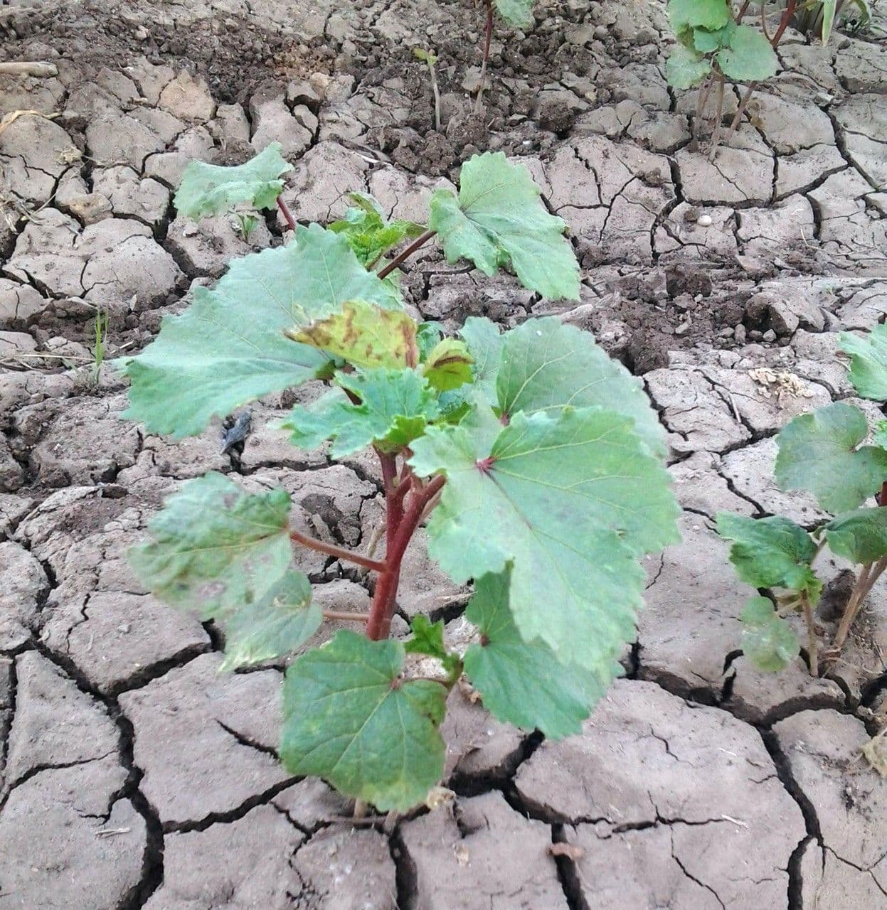 Okra