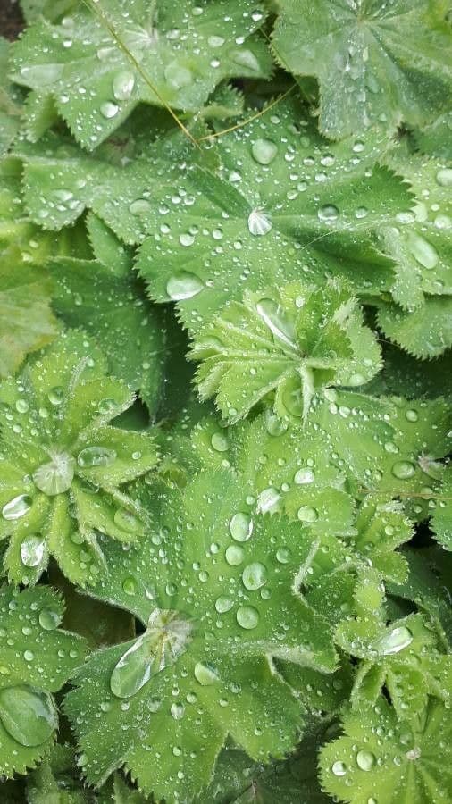 Garden lady's-mantle 17