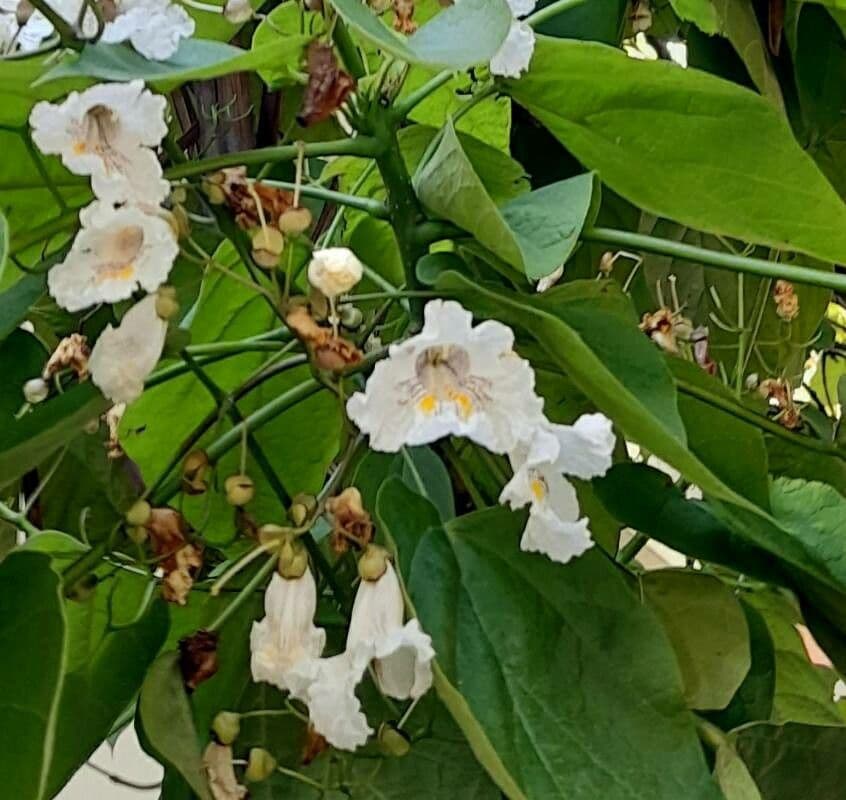 Northern catalpa 7