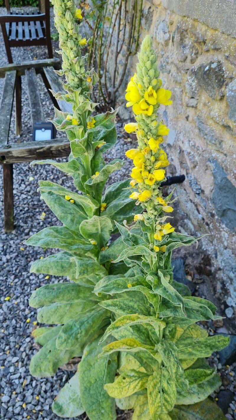 Dense-flower mullein 24