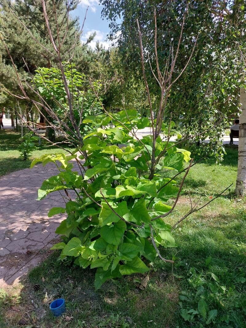 Indian-bean 29