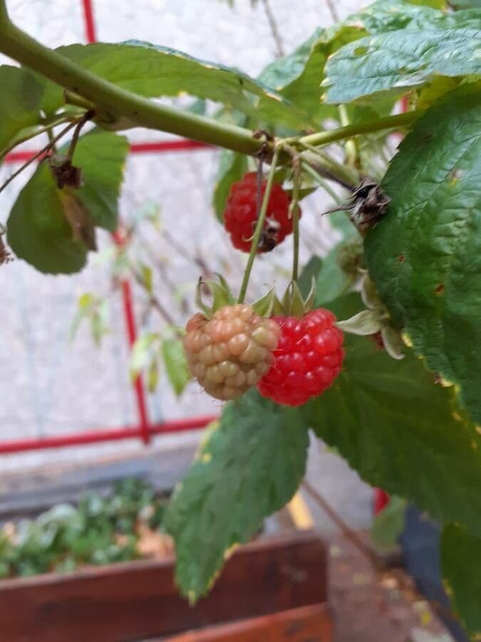 Raspberry