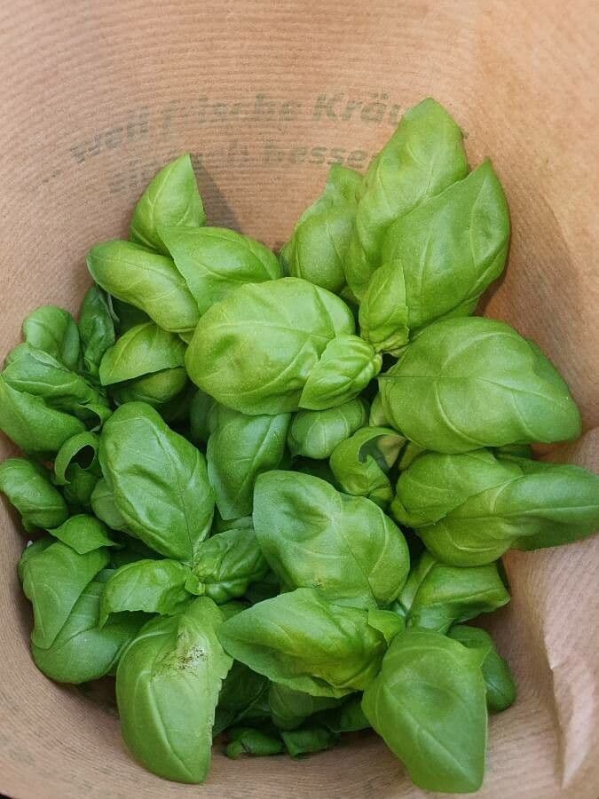 Basil 16
