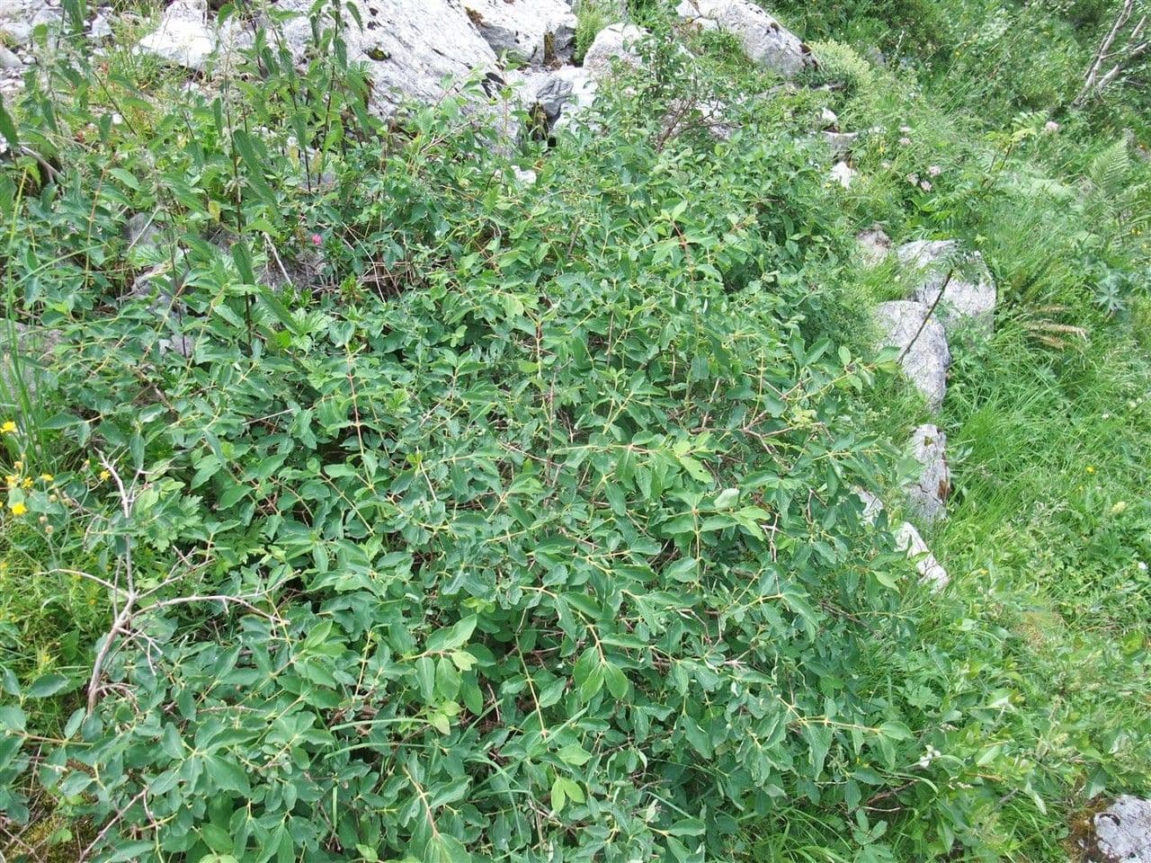Blue honeysuckle 12