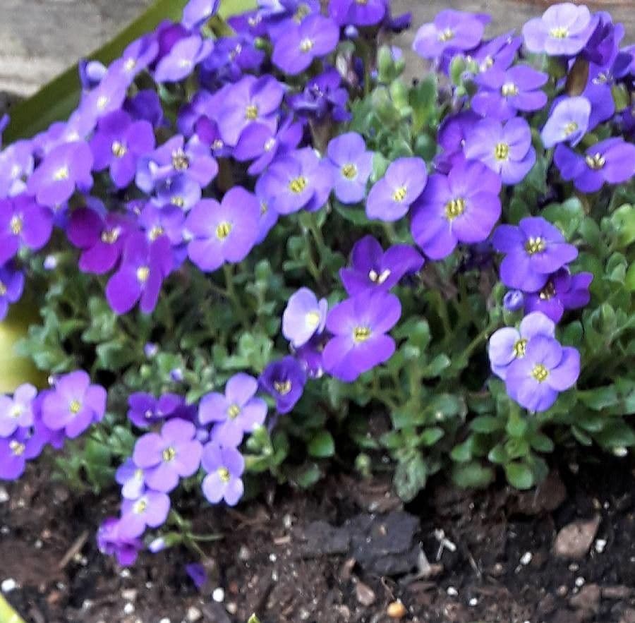 Aubretia 6