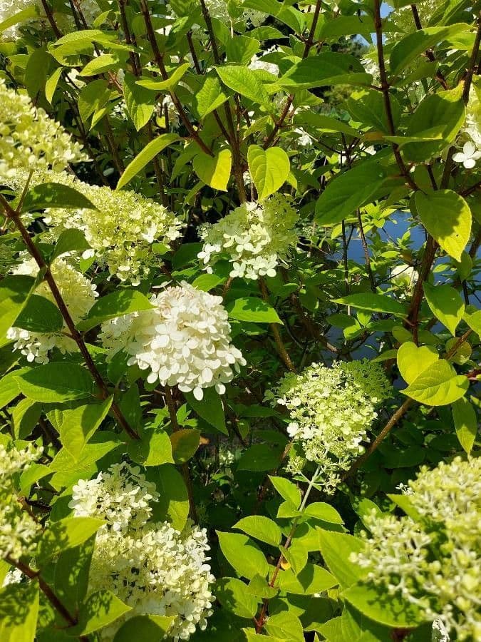 Peegee hydrangea 28