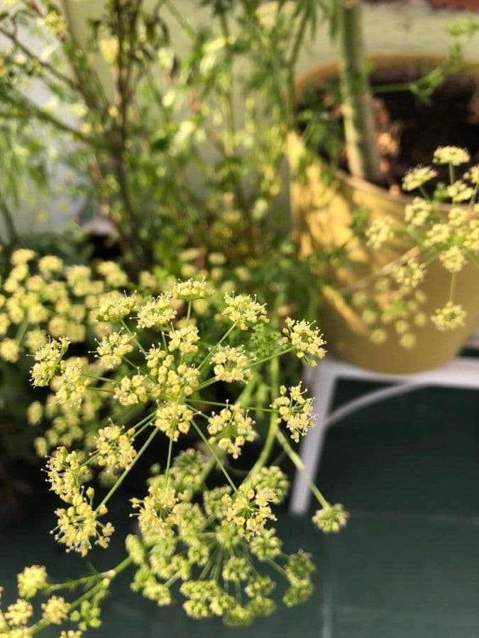 Garden parsley 6