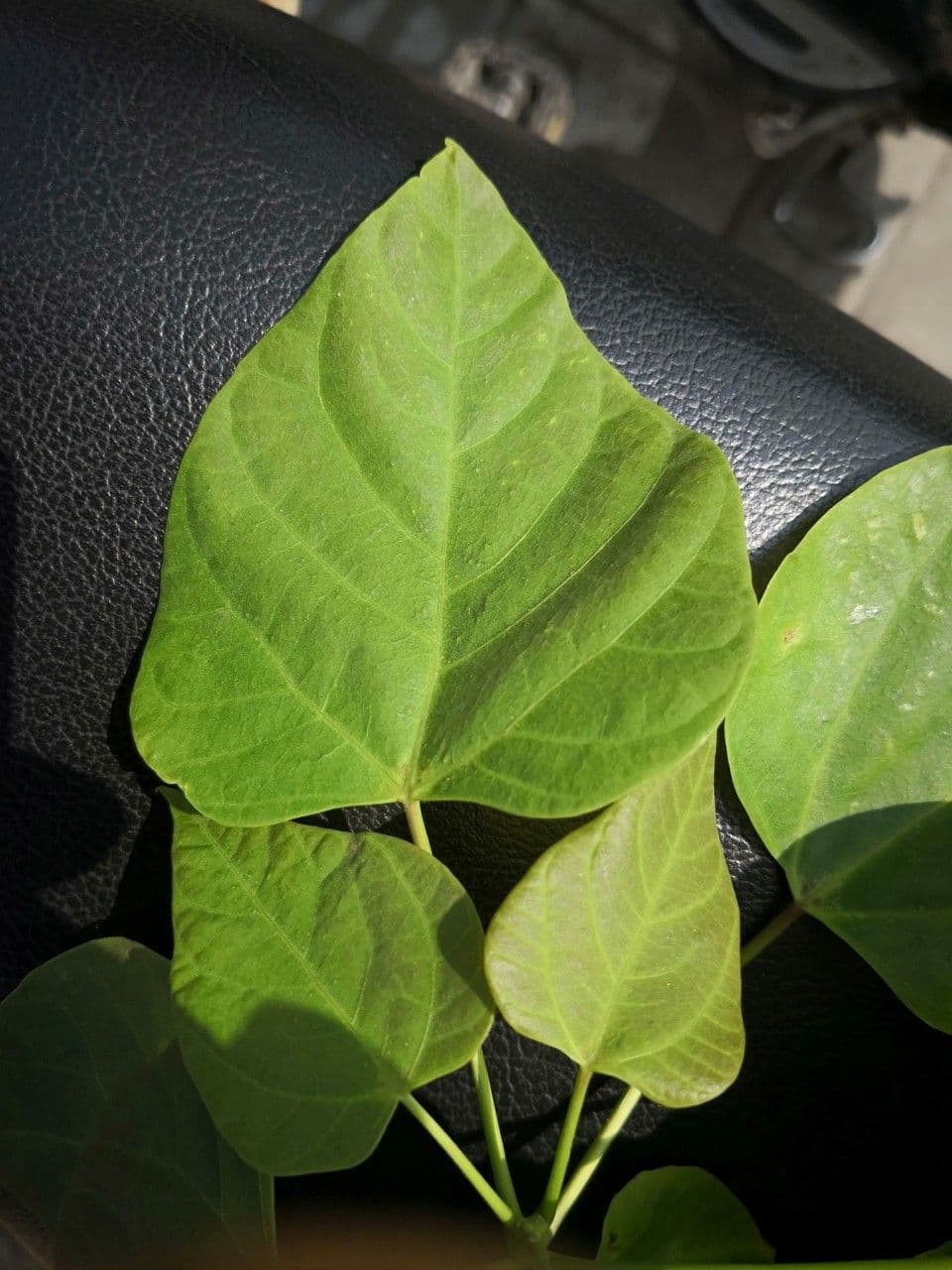 Manchurian catalpa 11