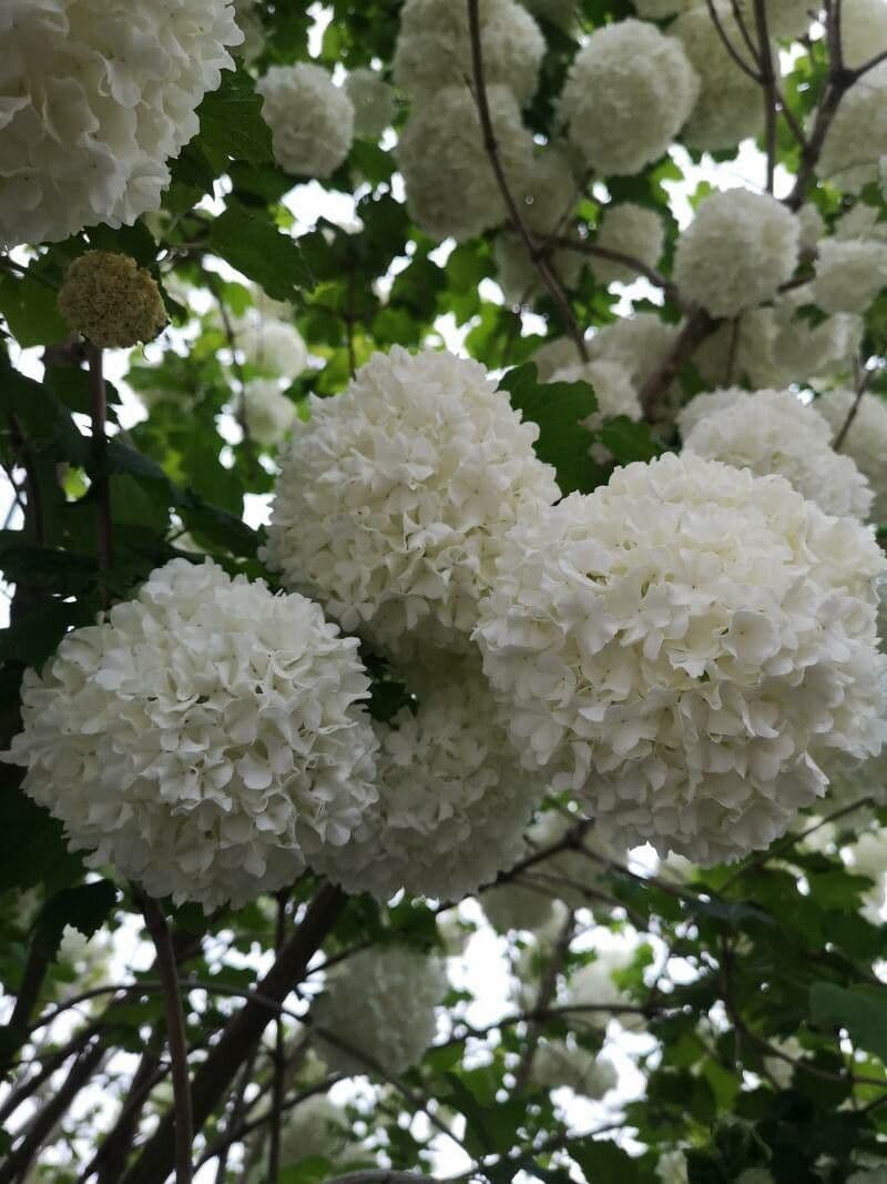 Chinese snowball 5