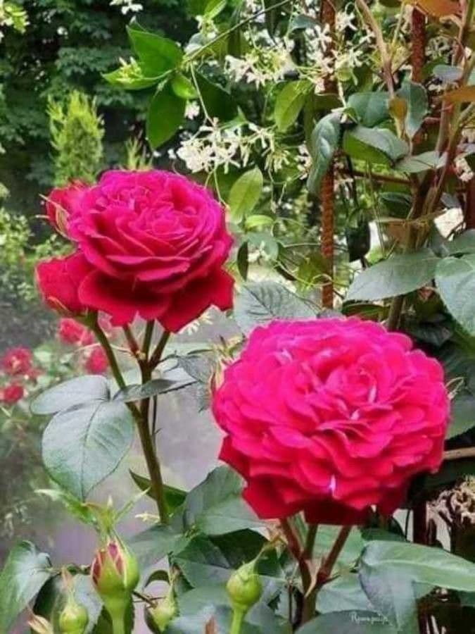 Cyme rose 4