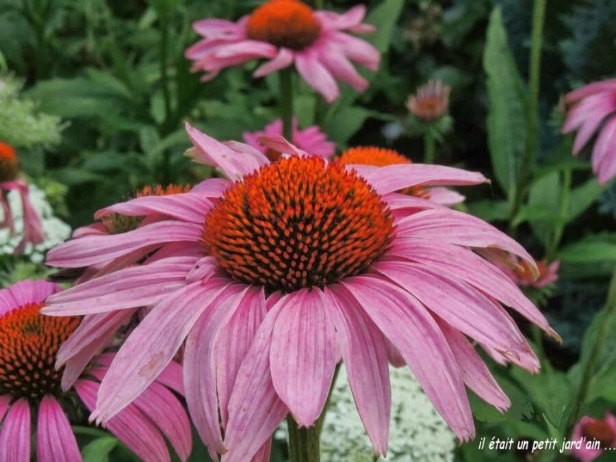 Eastern purple-coneflower 7