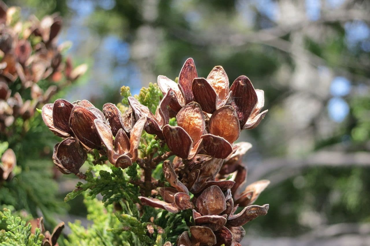 Chilean cedar 3