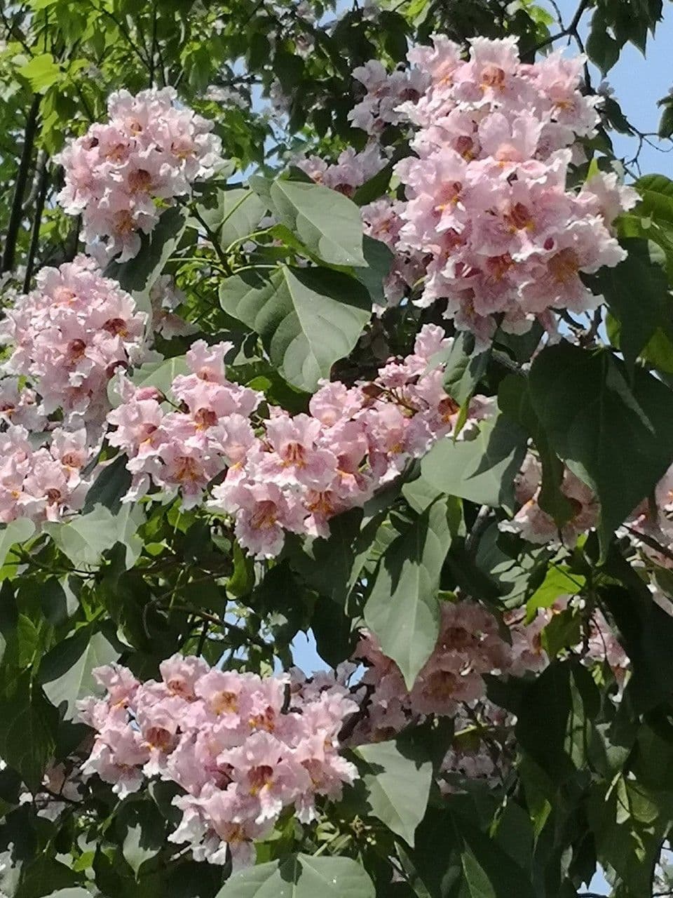 Manchurian catalpa 19