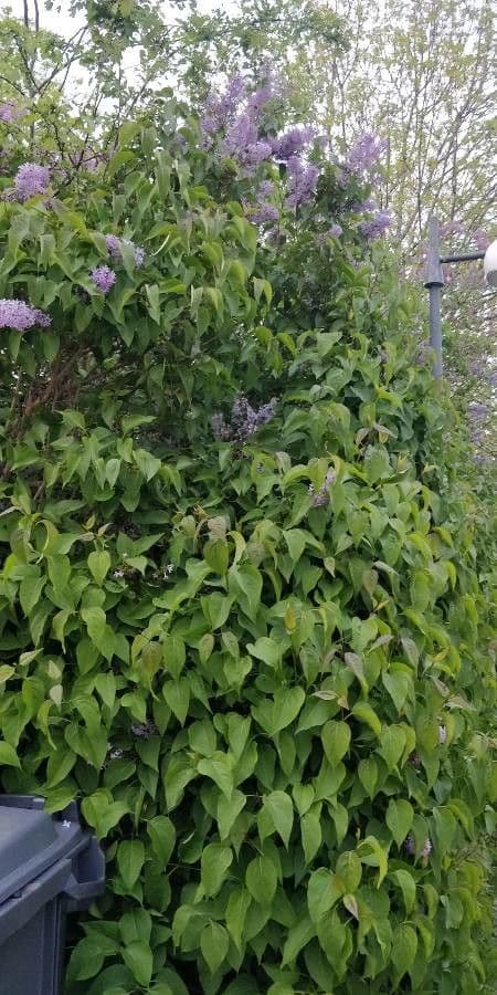 Common lilac 28