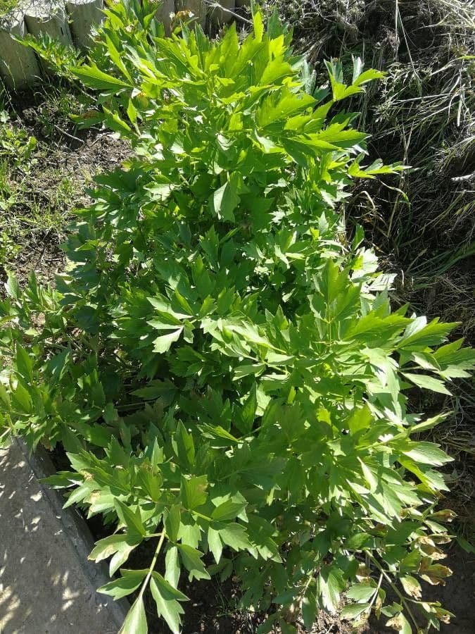 Garden lovage 26