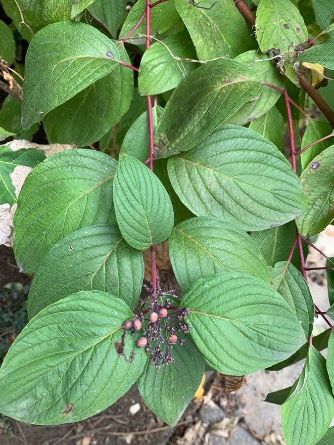 Red-osier dogwood 26
