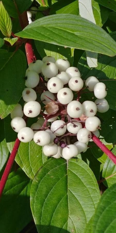 Red-osier dogwood