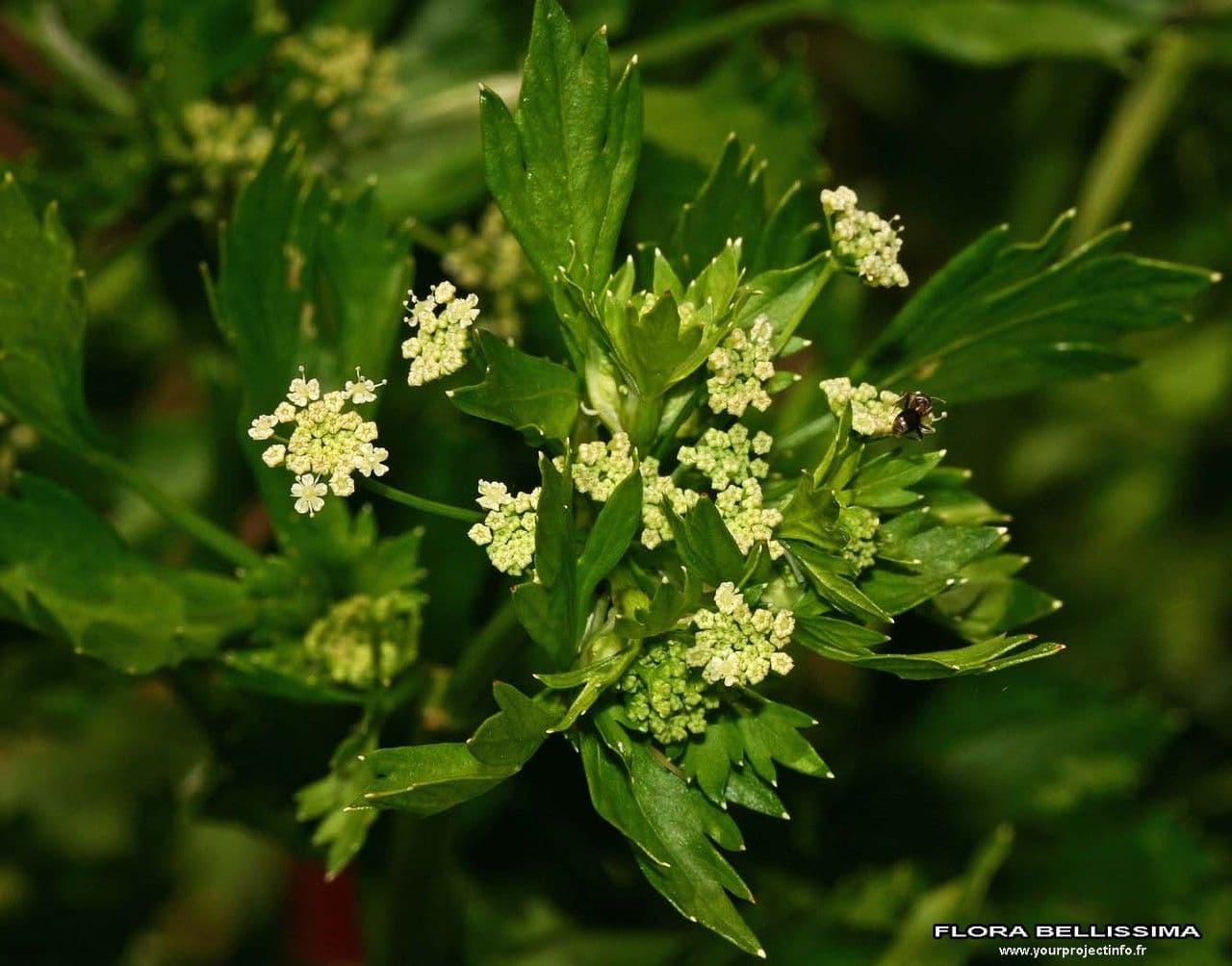 Celery 7
