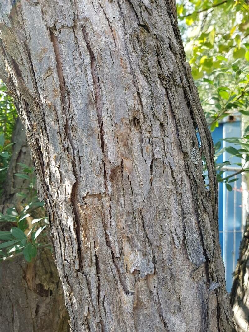 Katsura tree 22