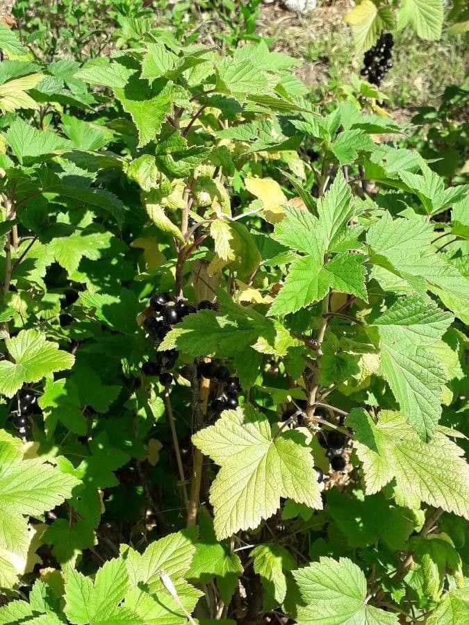 Black currant 11