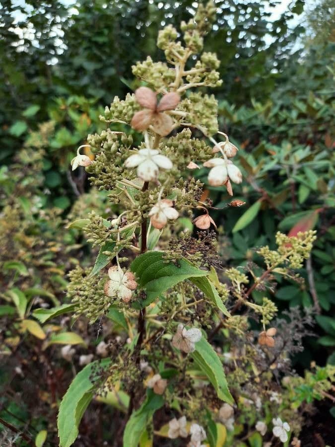 Peegee hydrangea 3