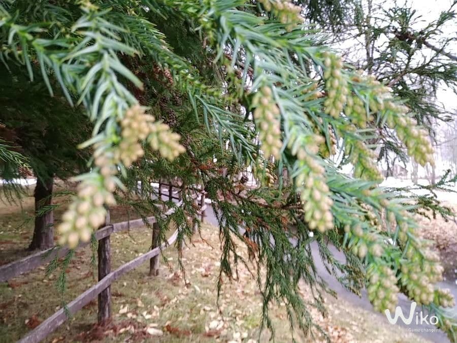 Japanese red-cedar 6
