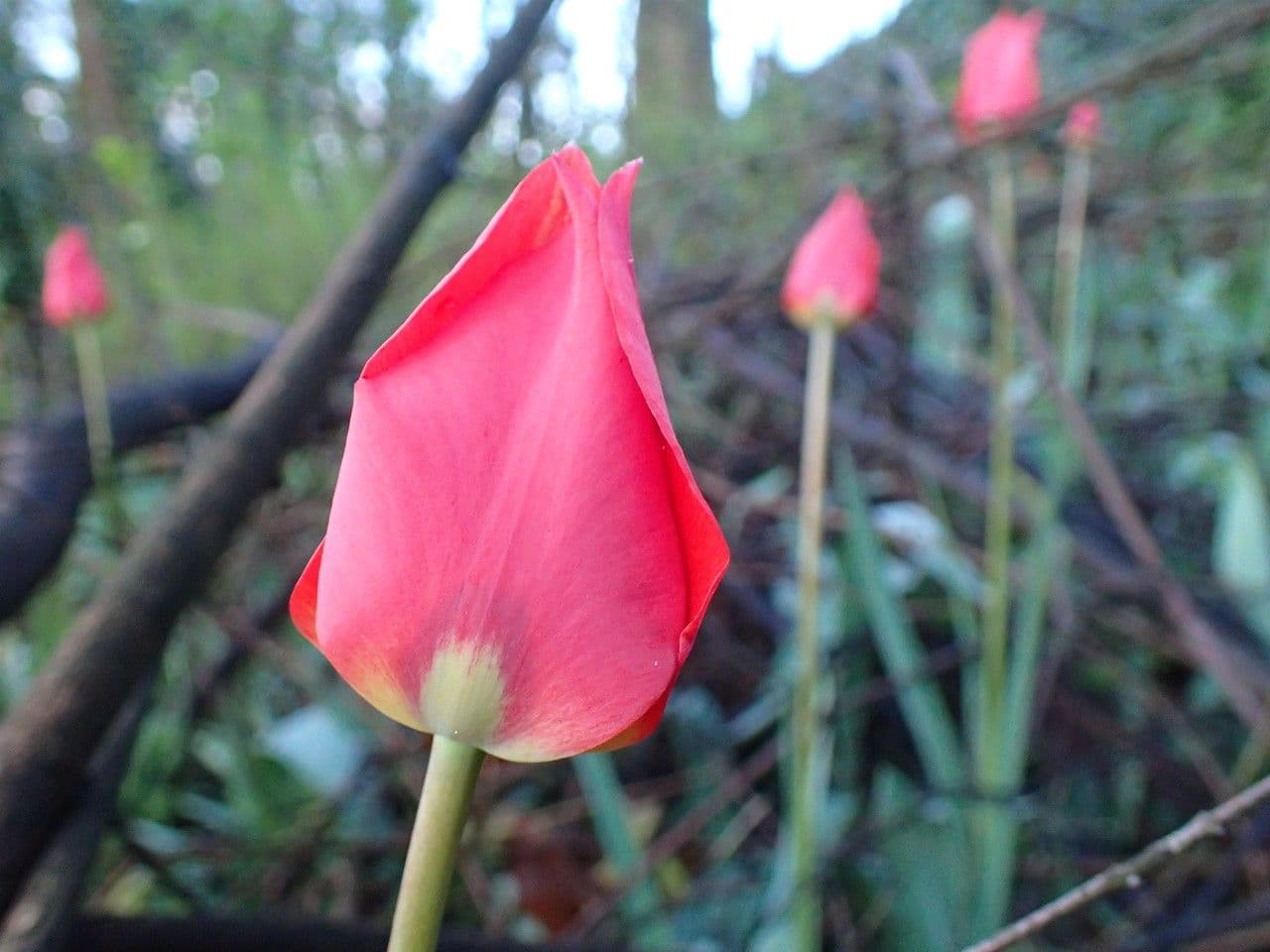 Tulip 19