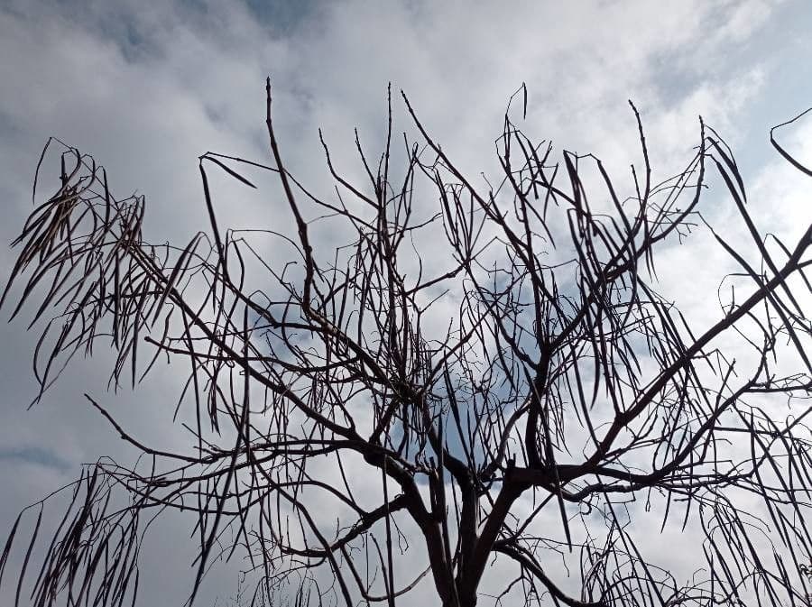 Northern catalpa 23