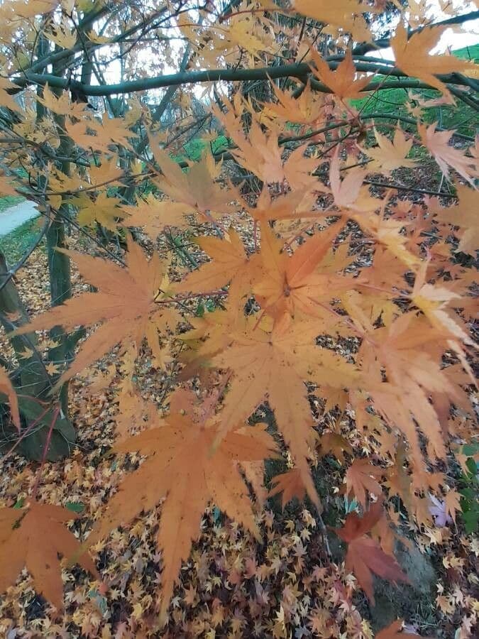 Japanese Maple 16