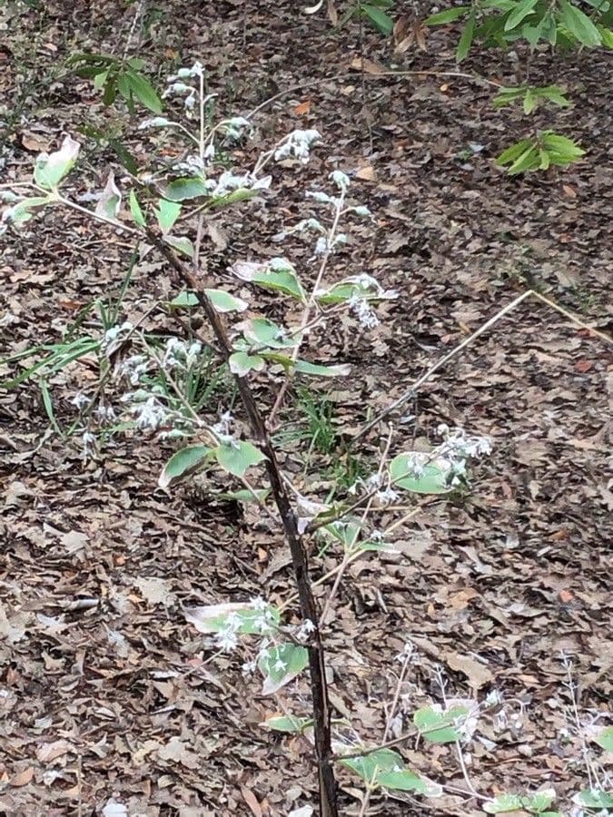 Deutzia