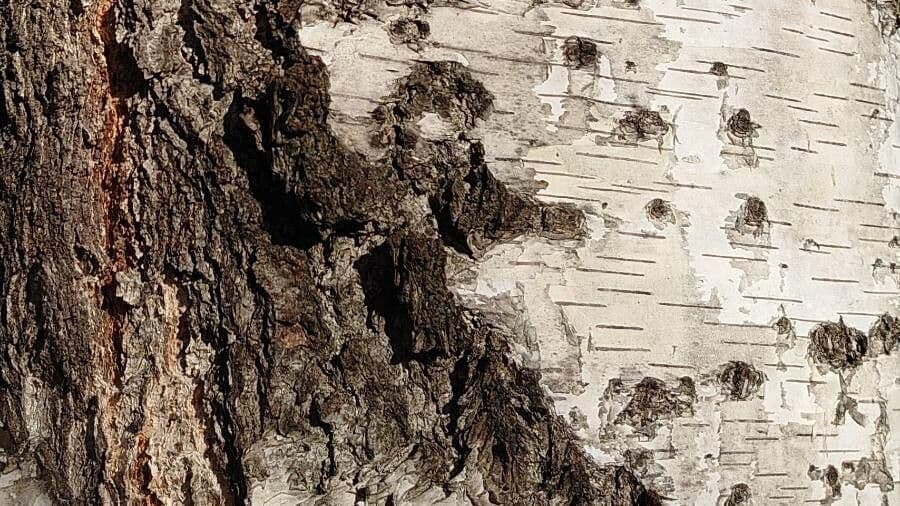 European white birch 21