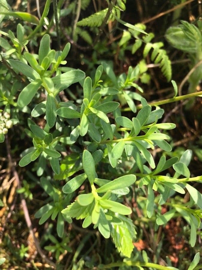 Pruit's candytuft 12