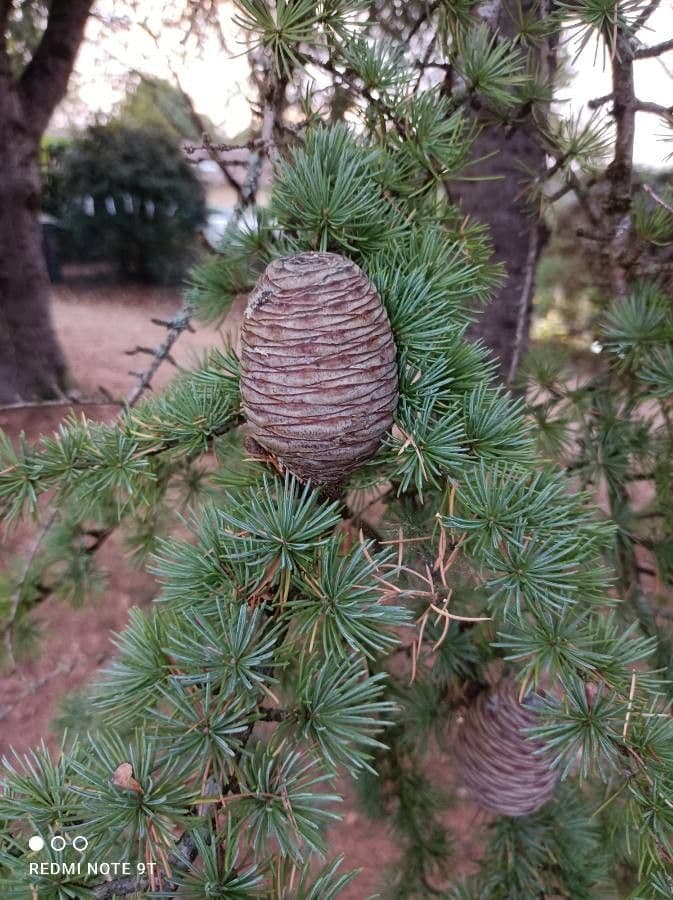 Cedar of lebanon 4