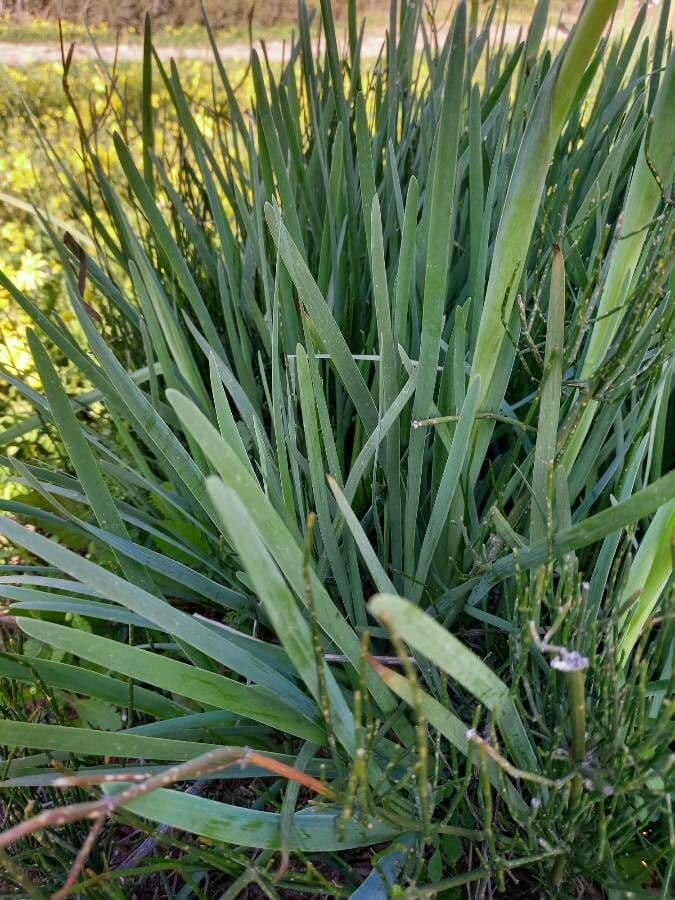 Coastal iris 4