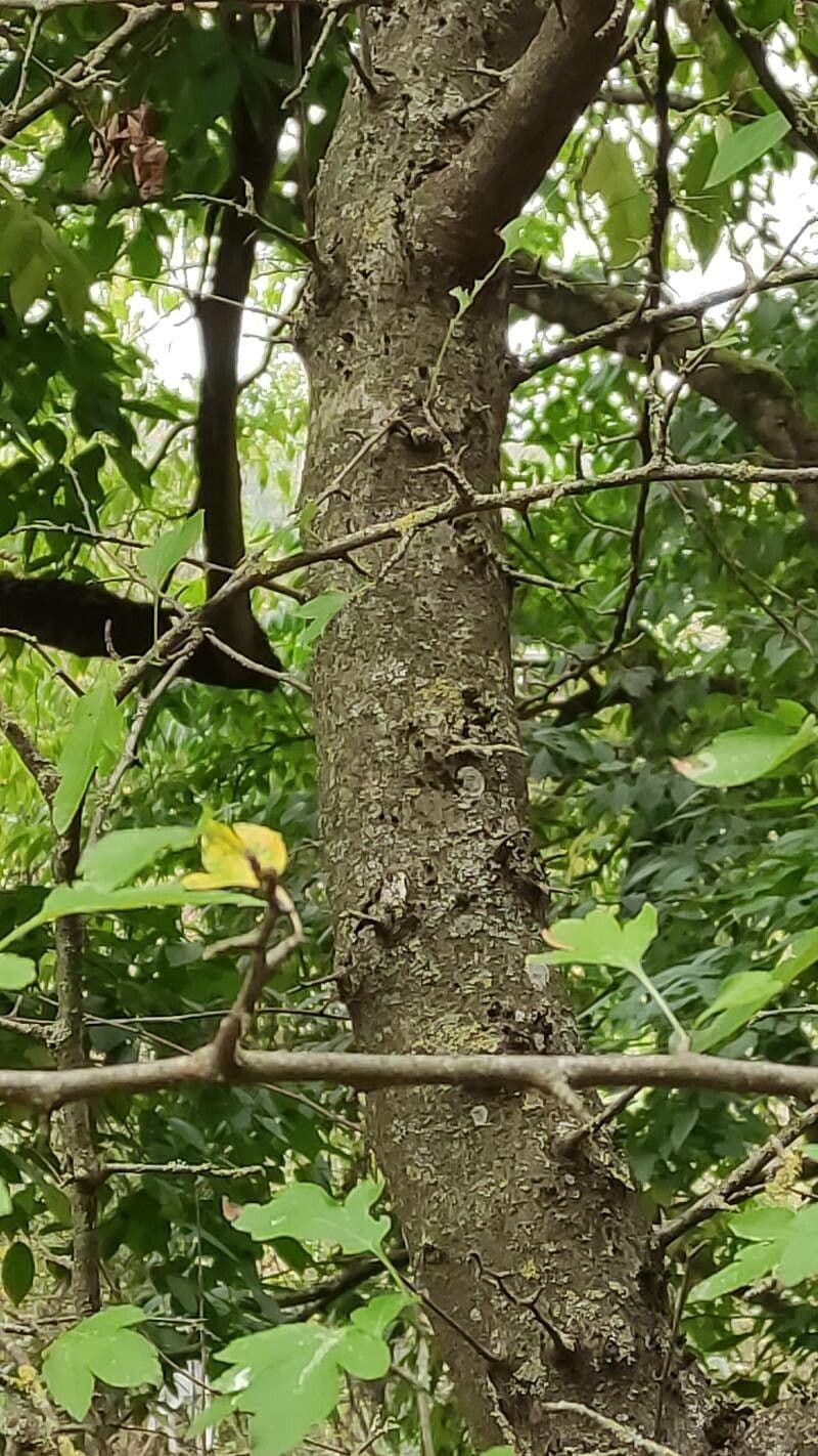 Cut-leaf crab apple 11
