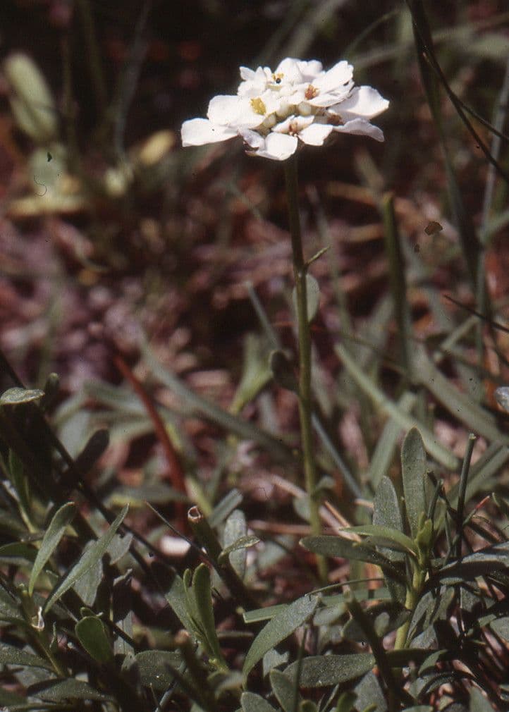 Evergreen candytuft 3