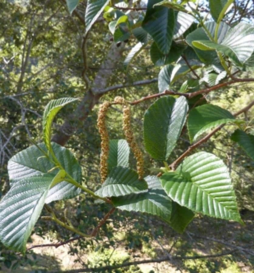 Andean alder 4