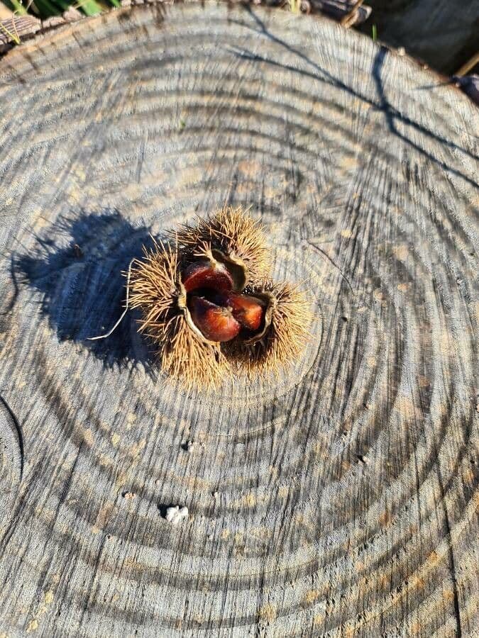 European chestnut 5
