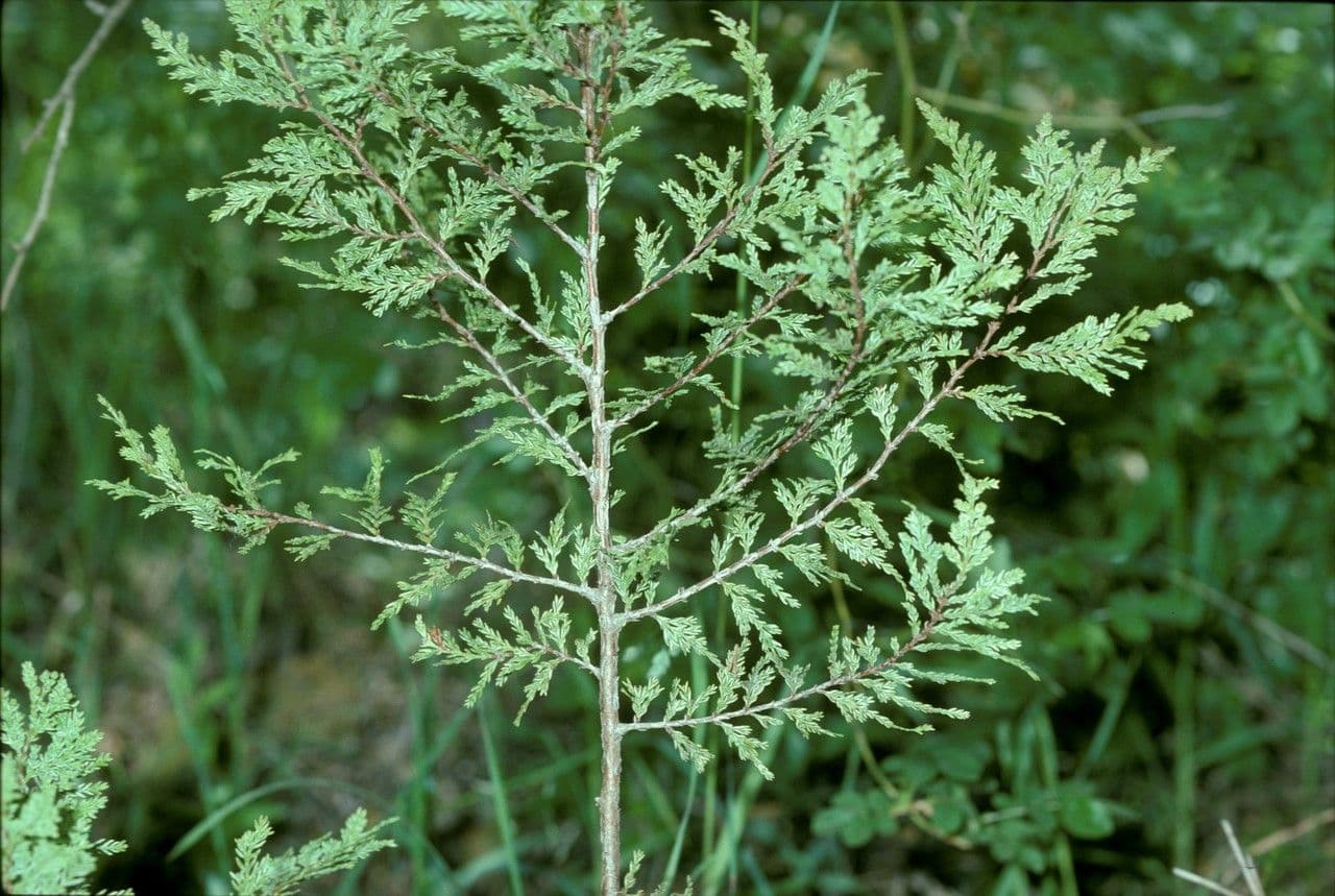 Chilean cedar 16