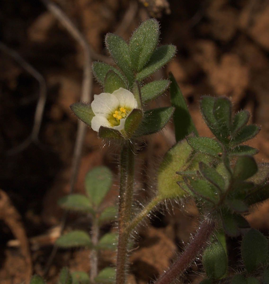 Annual polemonium