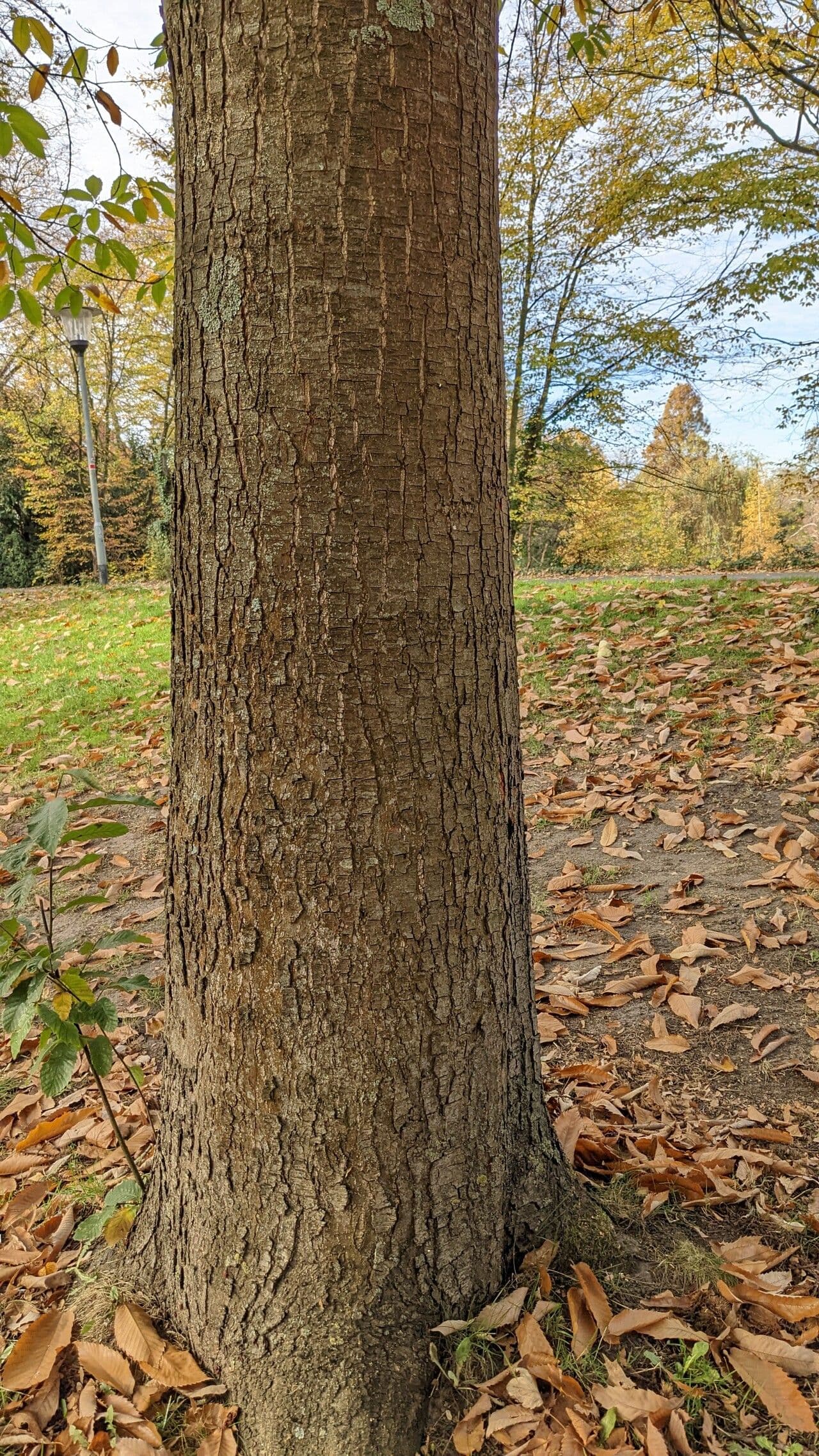 Japanese chestnut 22