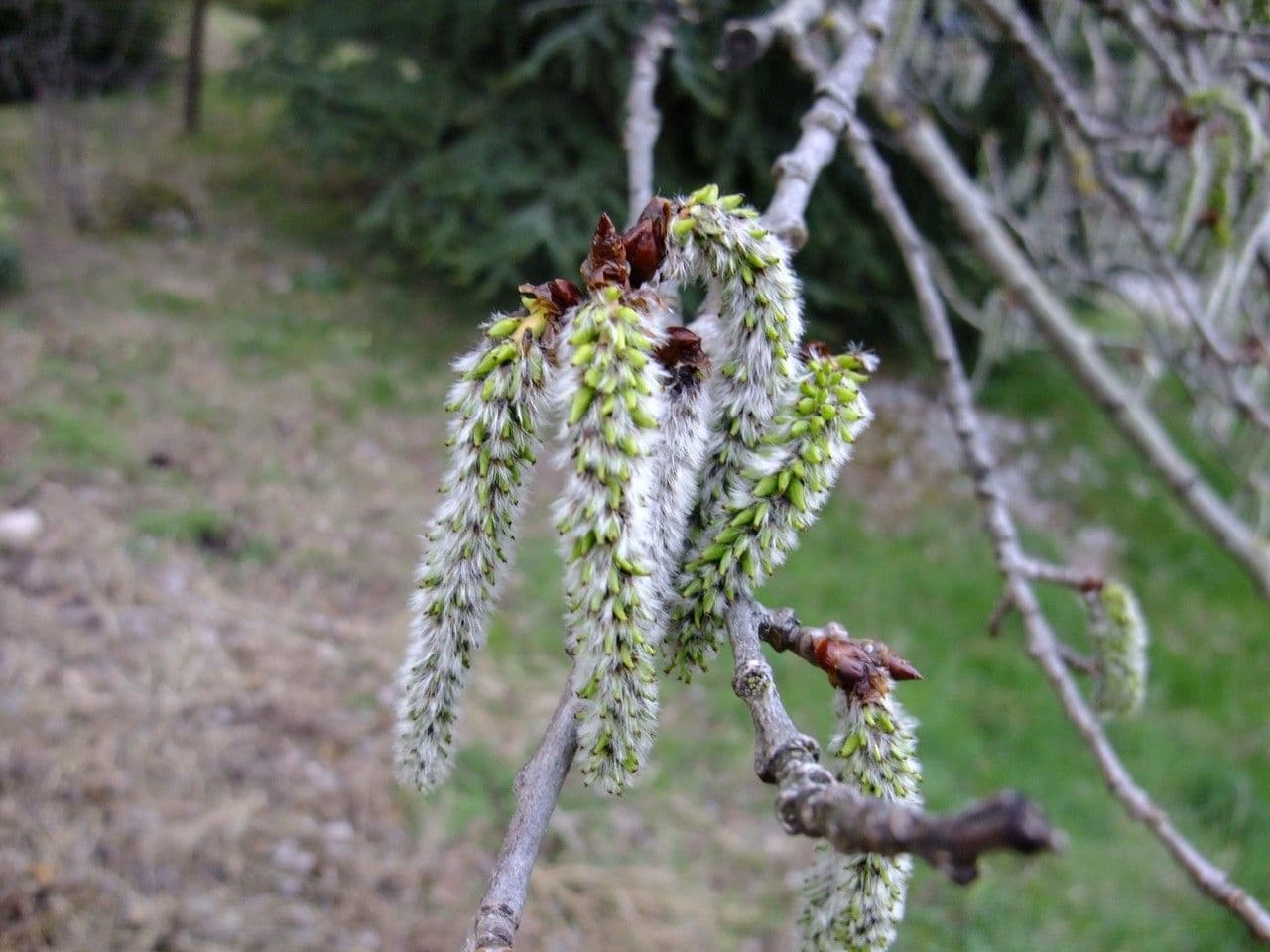 European aspen 6