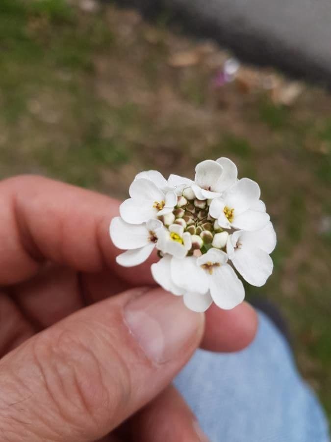 Evergreen candytuft 6