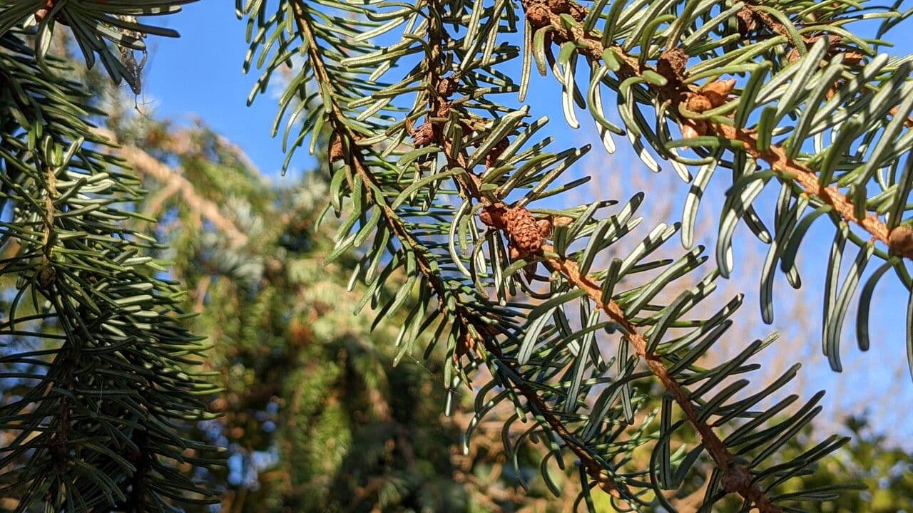 Serbian spruce 10